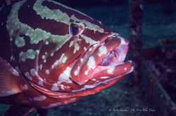 Grouper014.jpeg