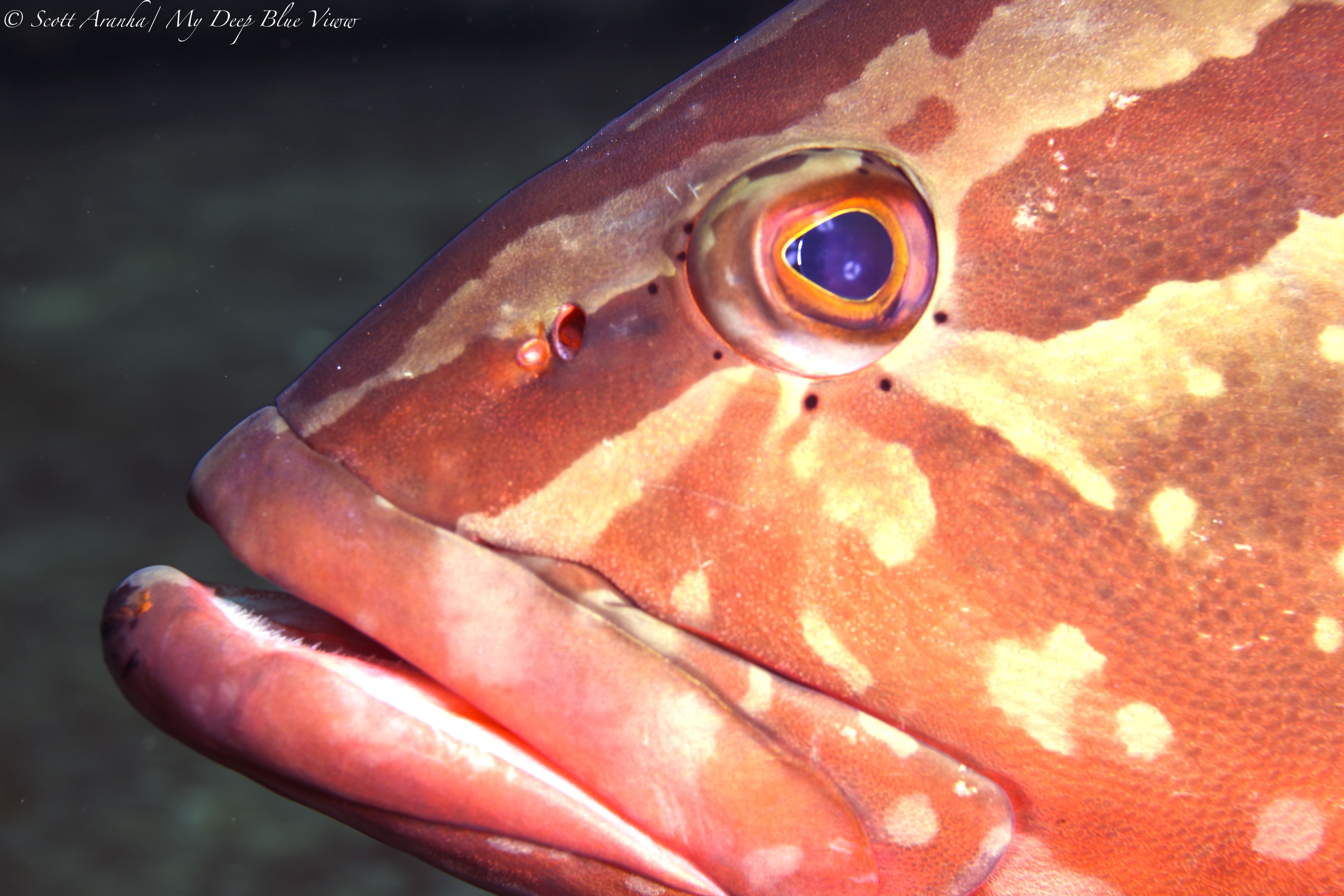 Grouper023.jpeg