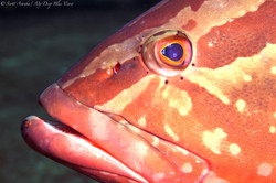 Grouper023.jpeg