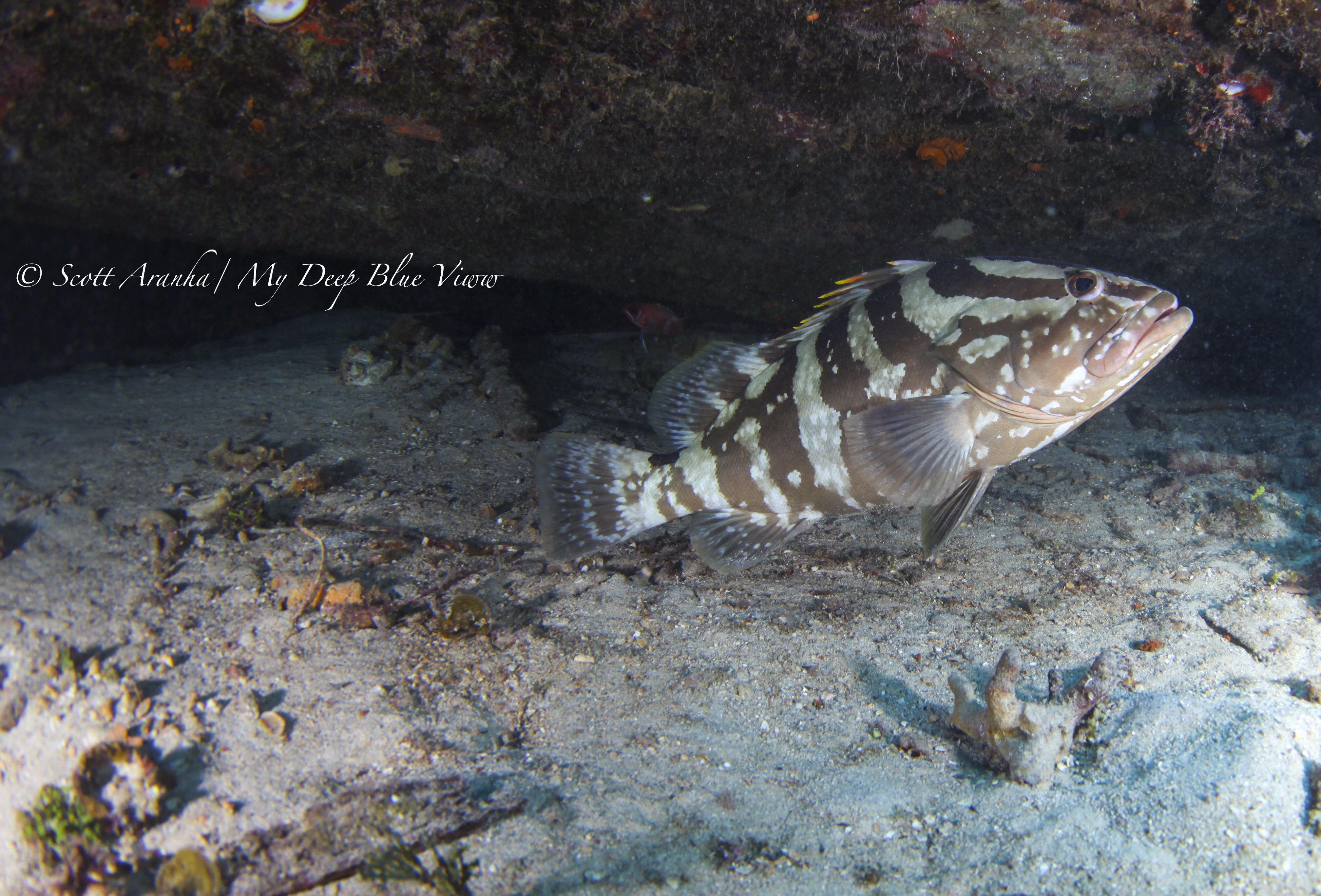 Grouper004.jpeg