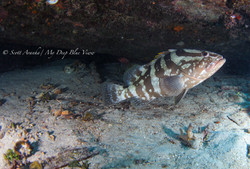 Grouper004.jpeg