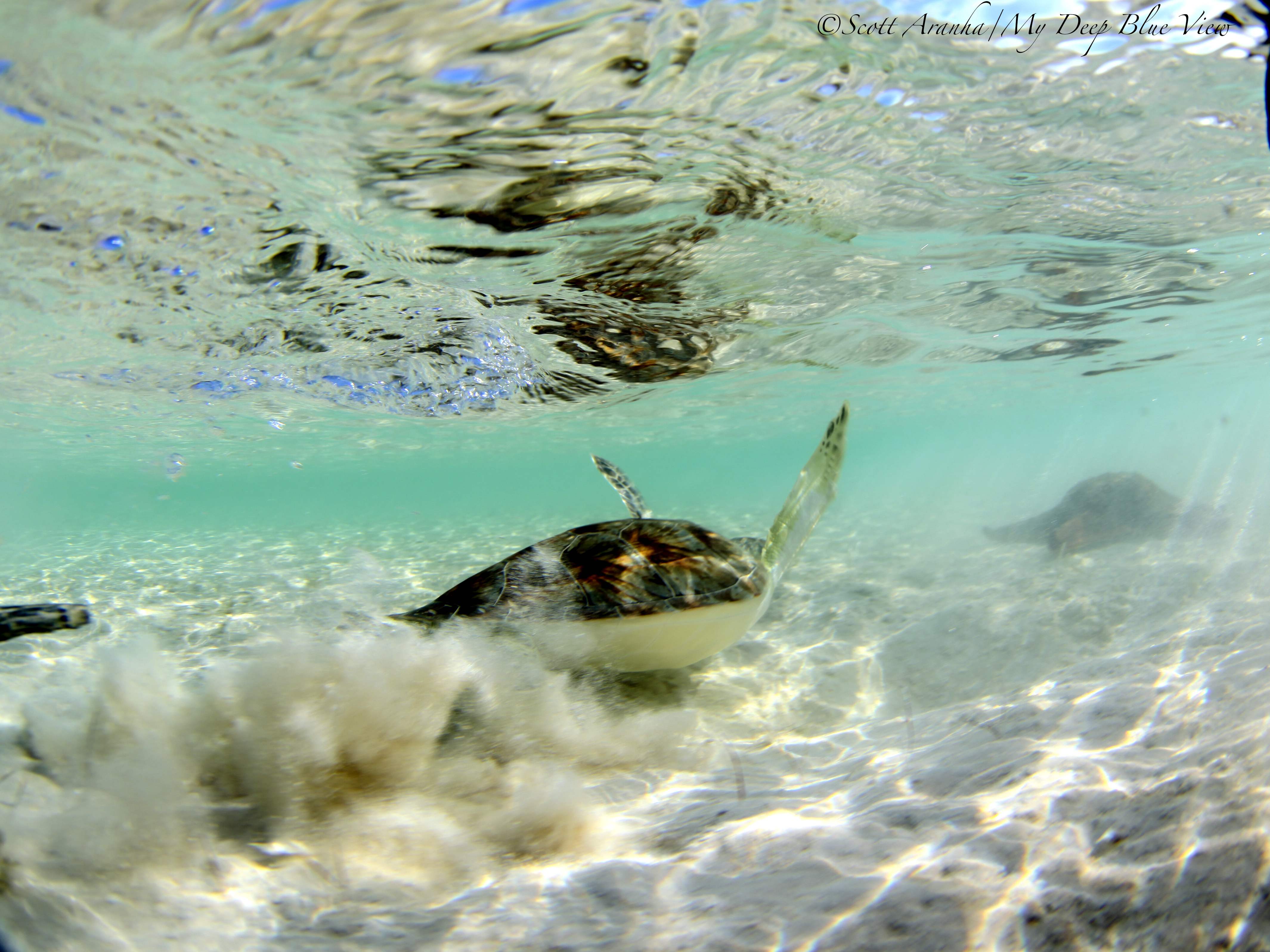 Turtles018.jpeg