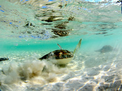 Turtles018.jpeg
