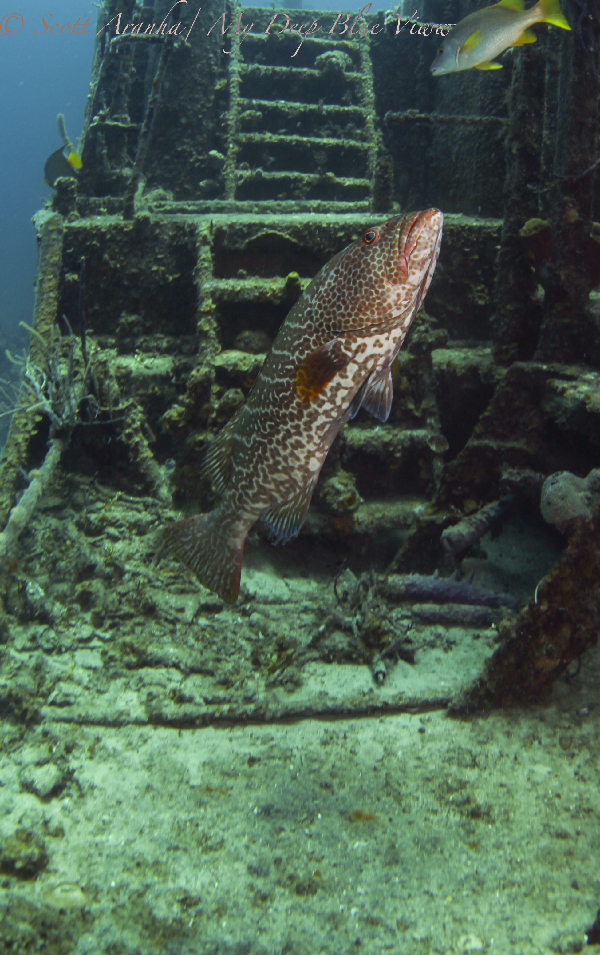 Grouper001.jpeg