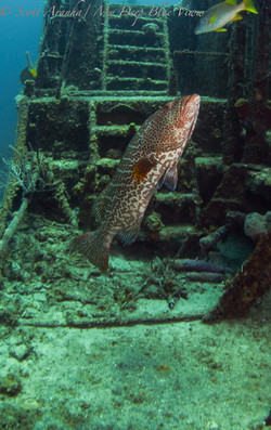 Grouper001.jpeg