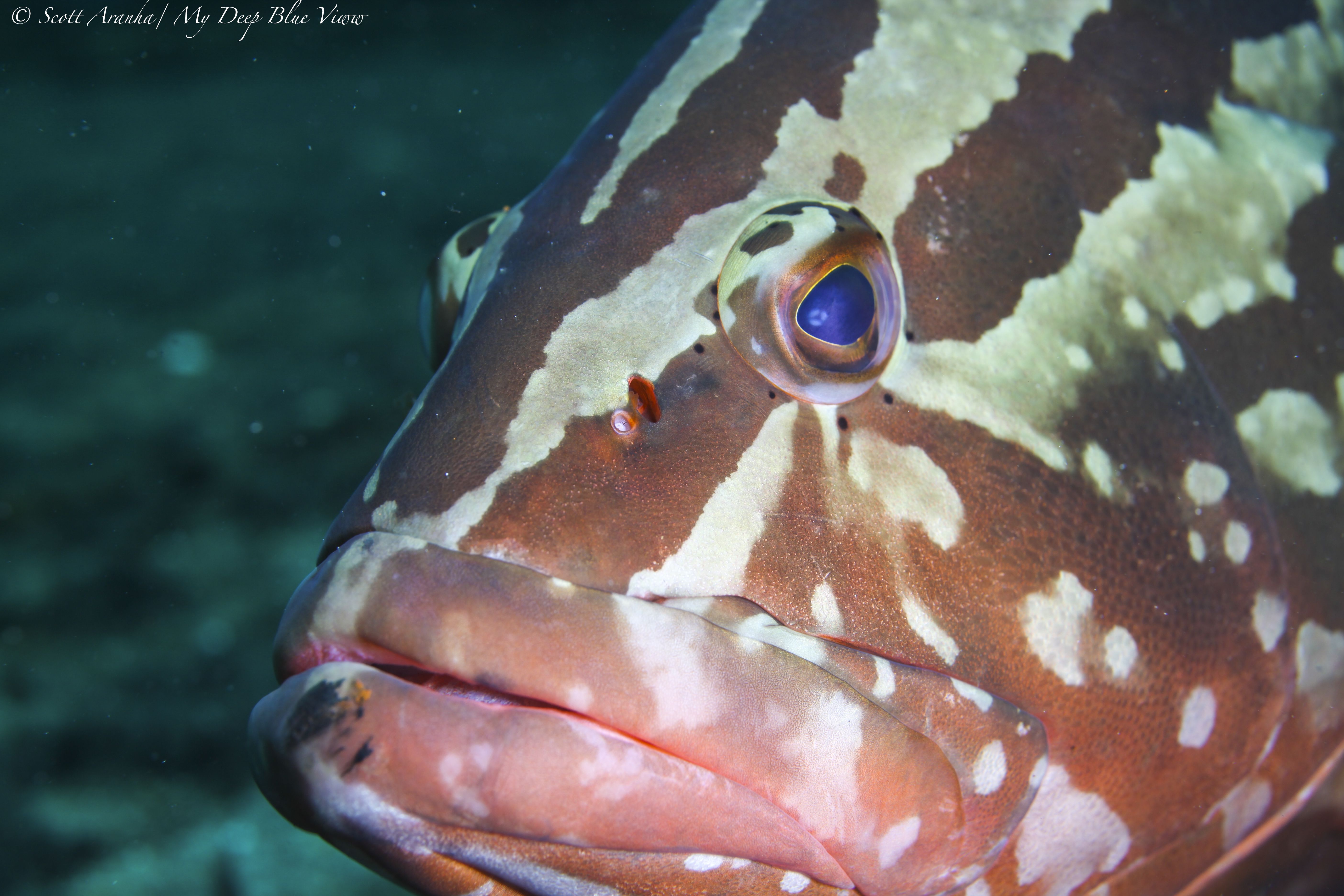 Grouper020.jpeg