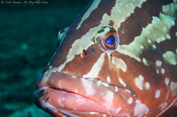 Grouper020.jpeg