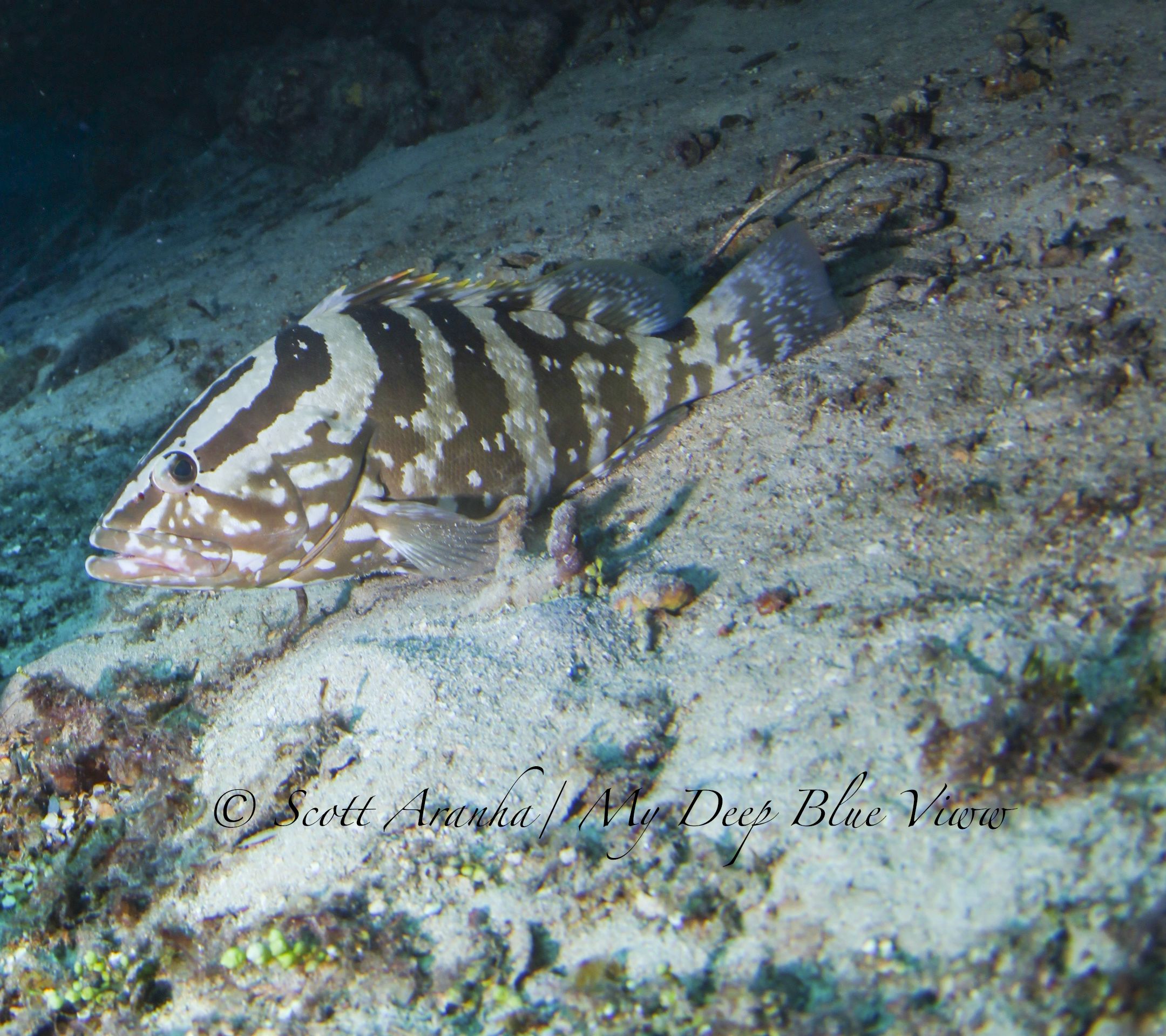 Grouper002.jpeg