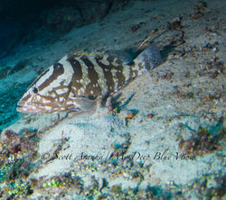 Grouper002.jpeg