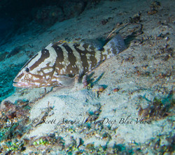 Grouper002.jpeg