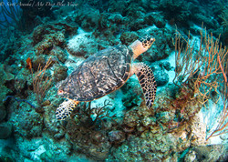 Turtles049.jpeg