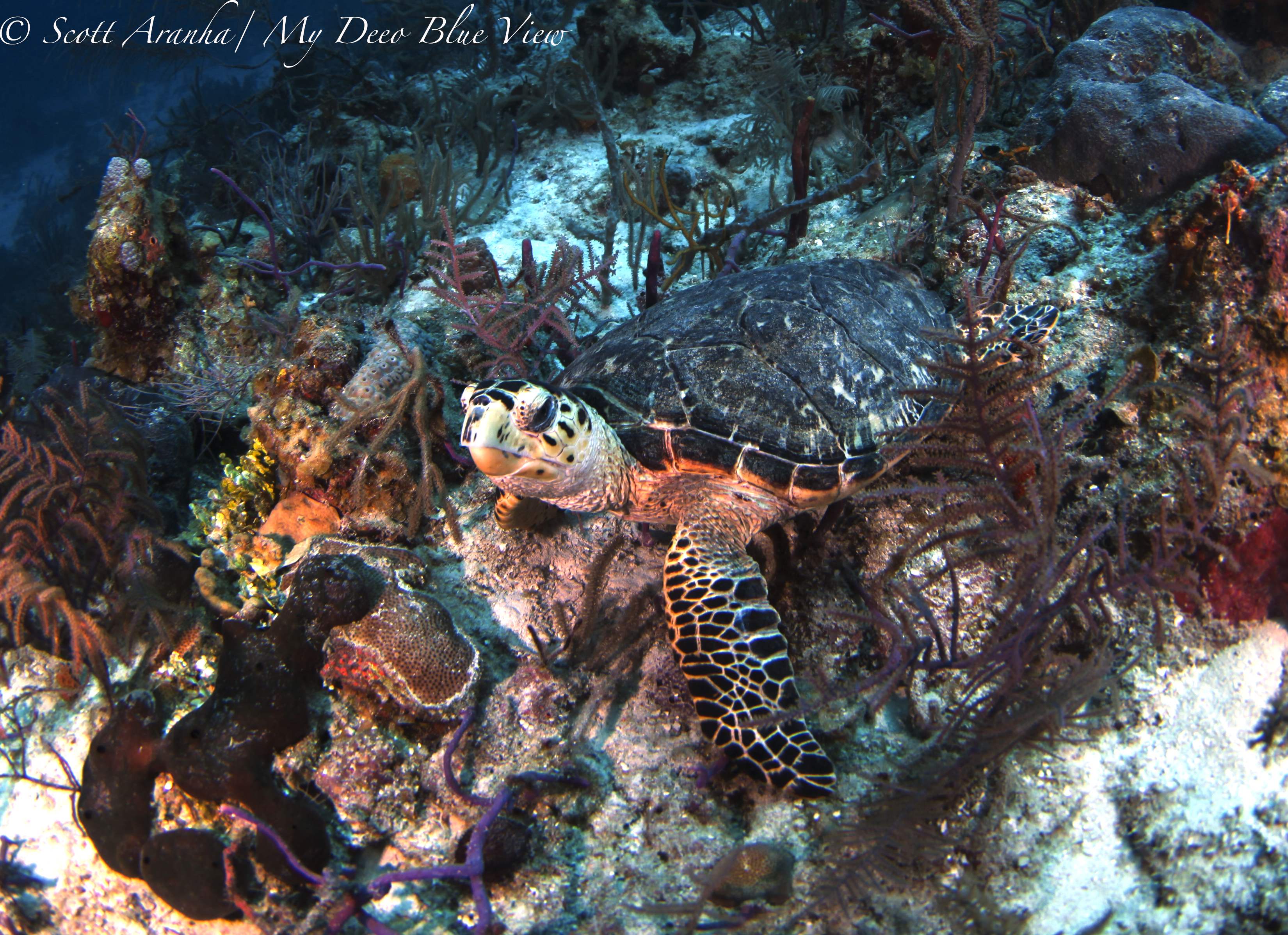Turtles042.jpeg