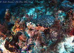 Turtles042.jpeg