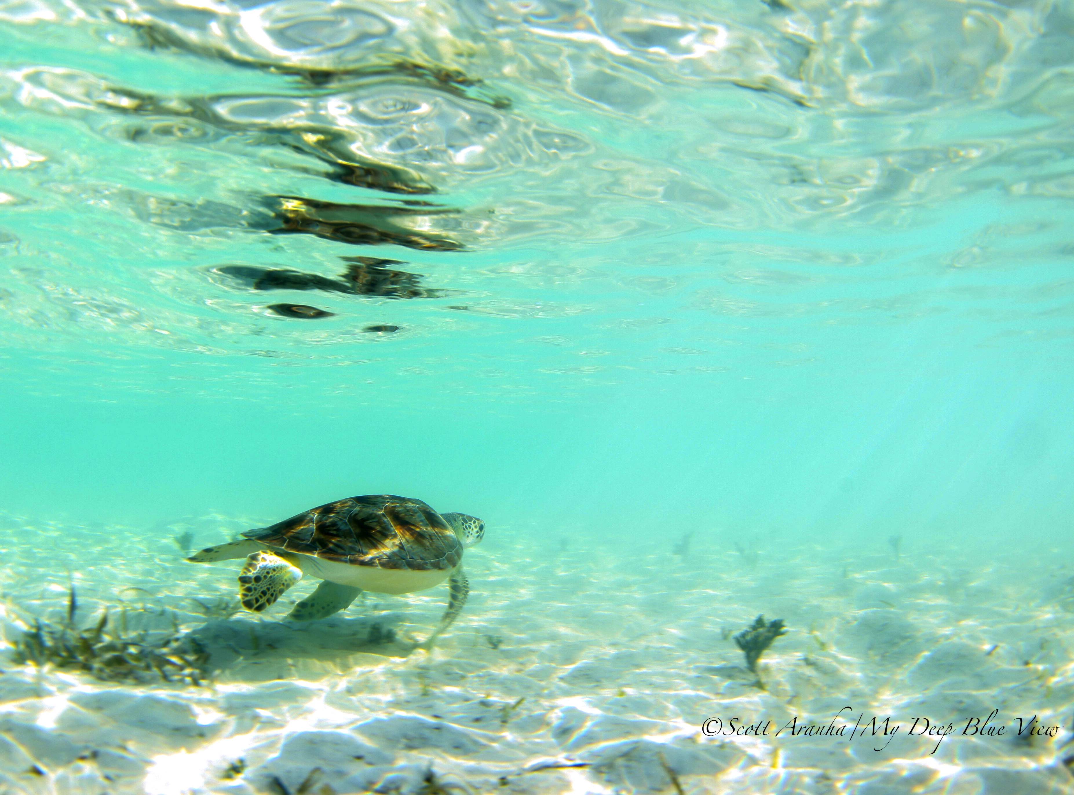 Turtles037.jpeg