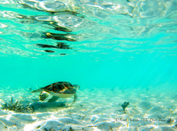 Turtles037.jpeg