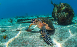 Turtles002.jpeg