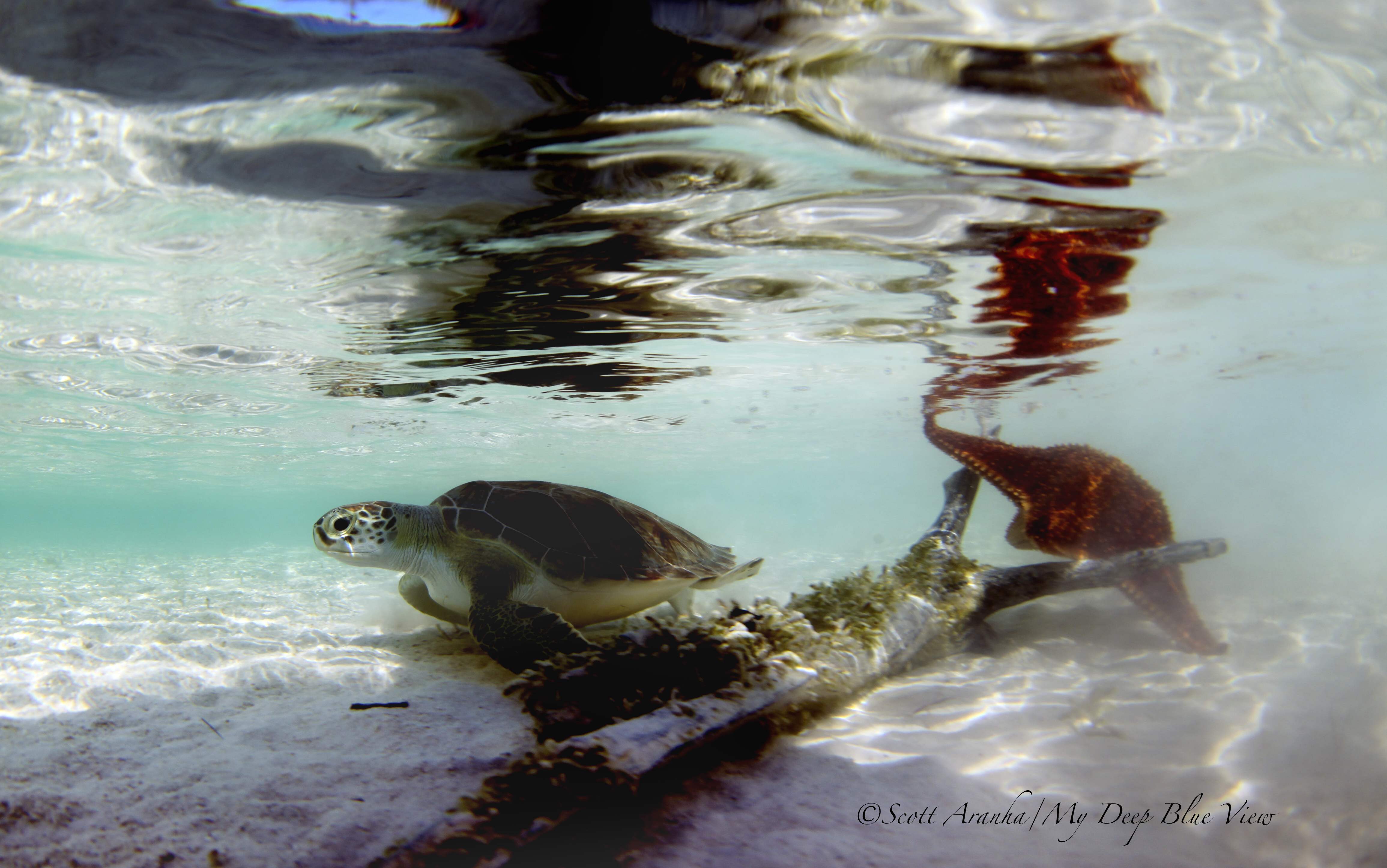 Turtles022.jpeg