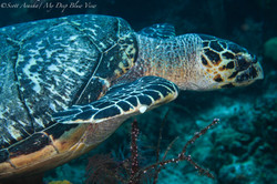 Turtles059.jpeg