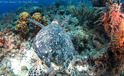 Turtles055.jpeg