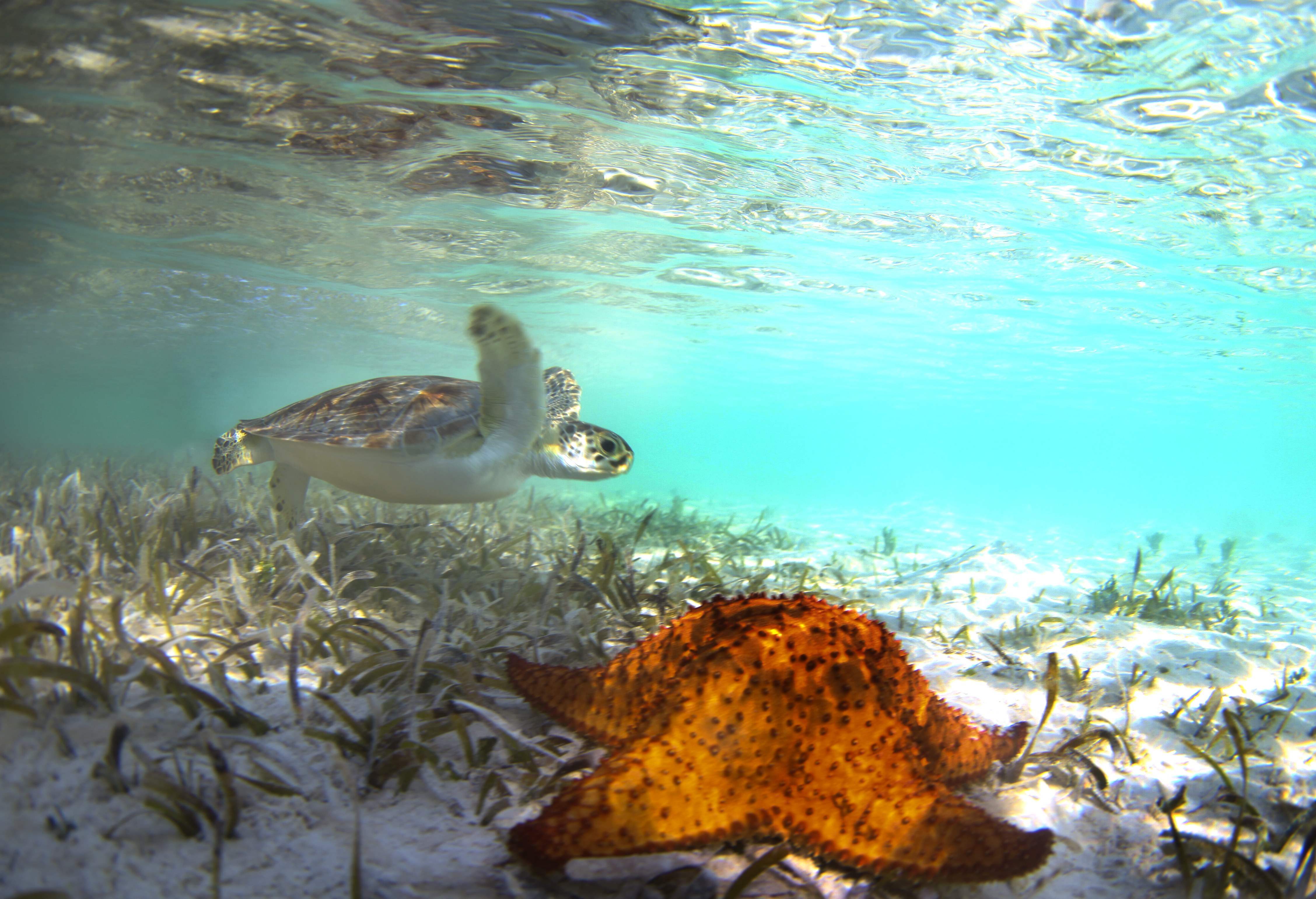Turtles036.jpeg