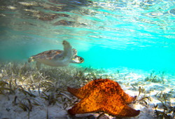 Turtles036.jpeg