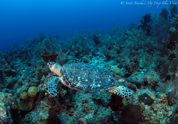 Turtles056.jpeg