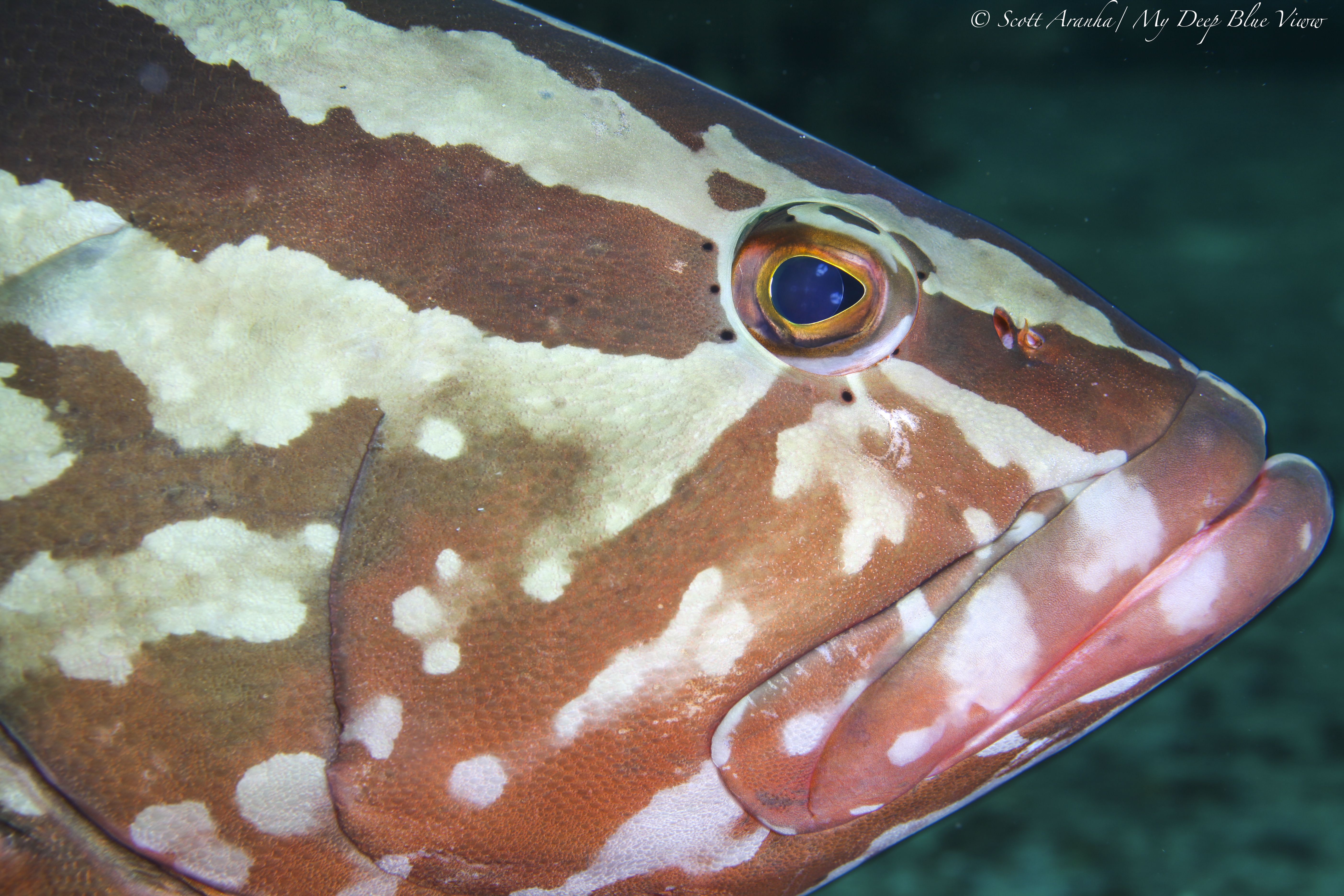 Grouper021.jpeg