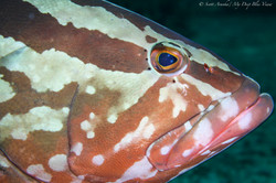 Grouper021.jpeg