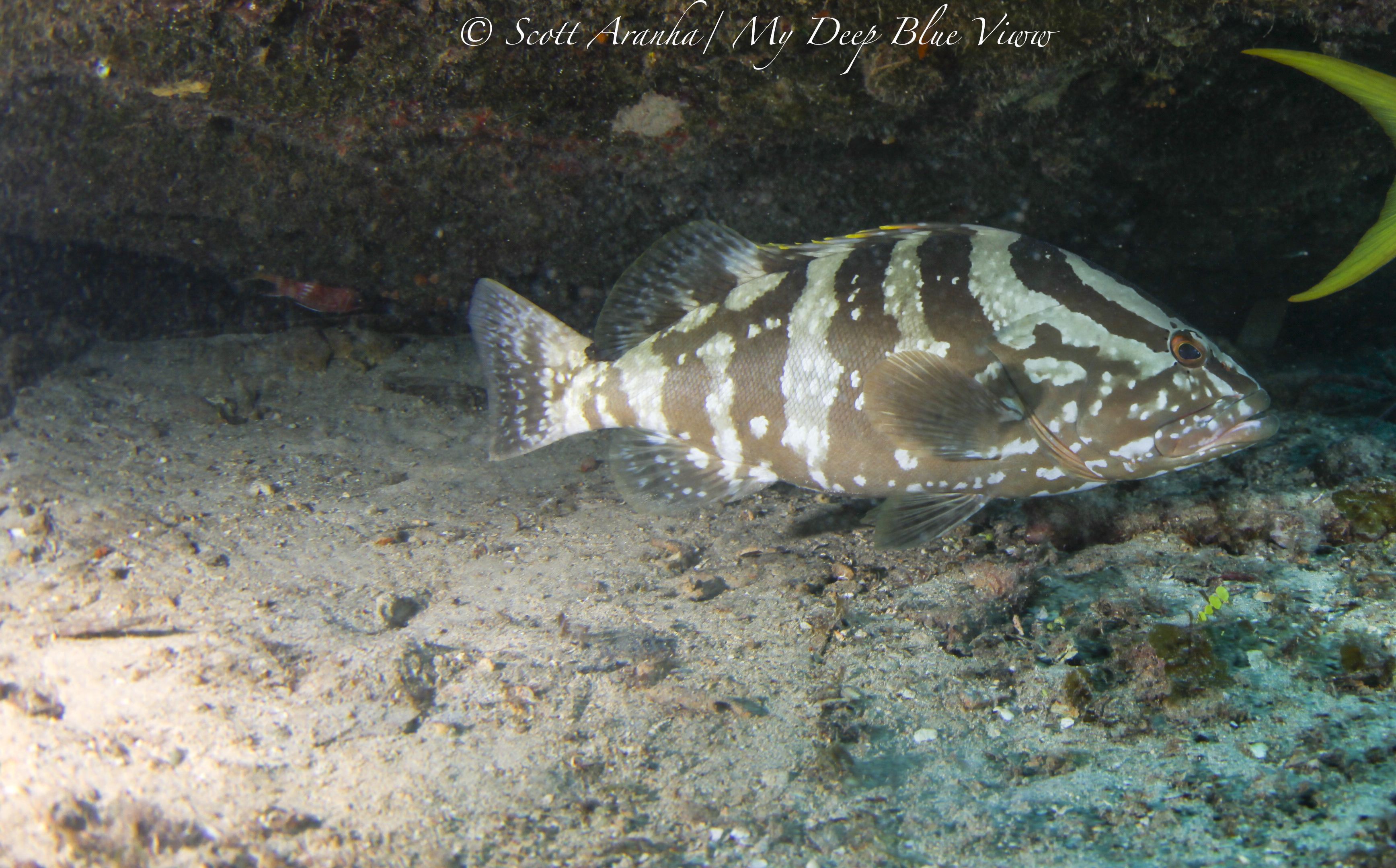 Grouper006.jpeg