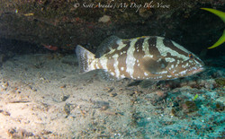 Grouper006.jpeg