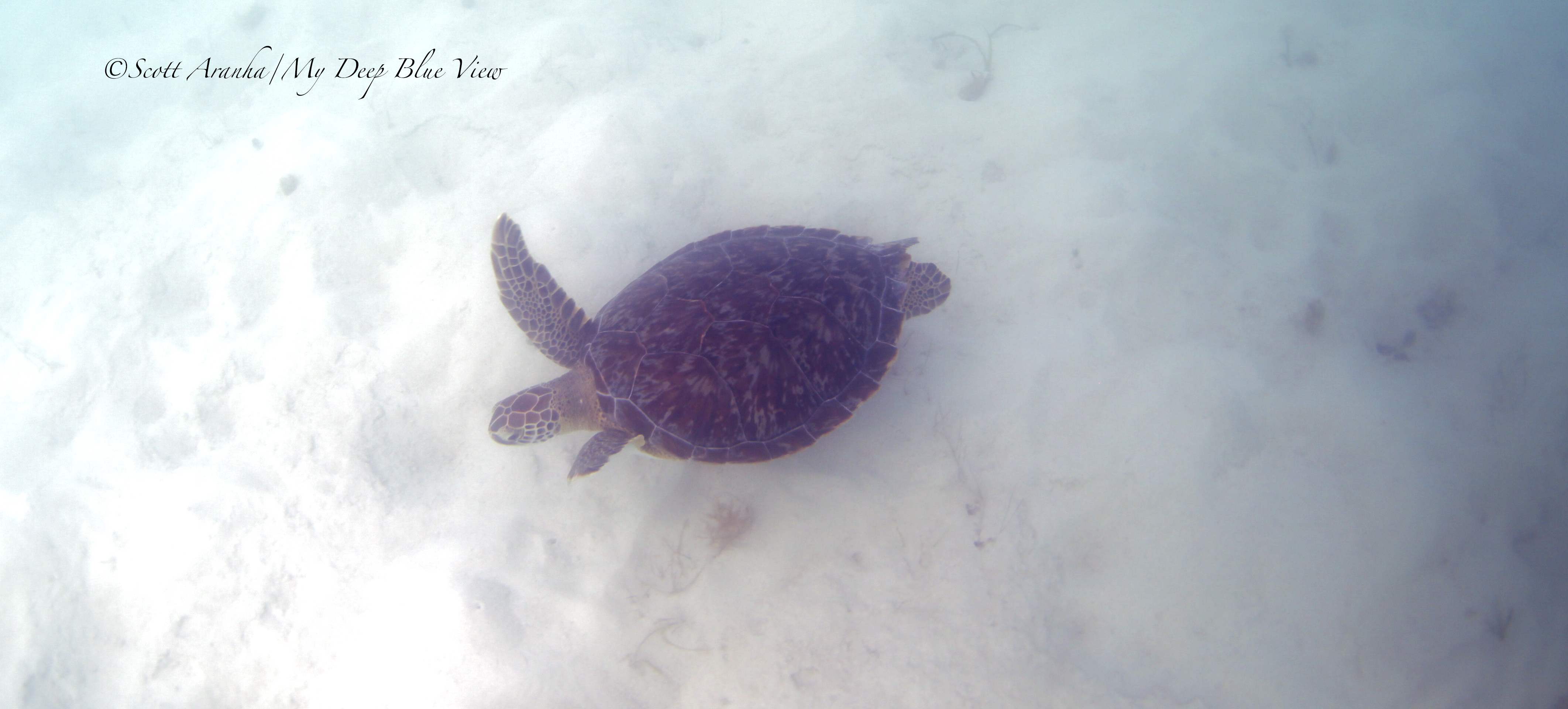 Turtles008.jpeg