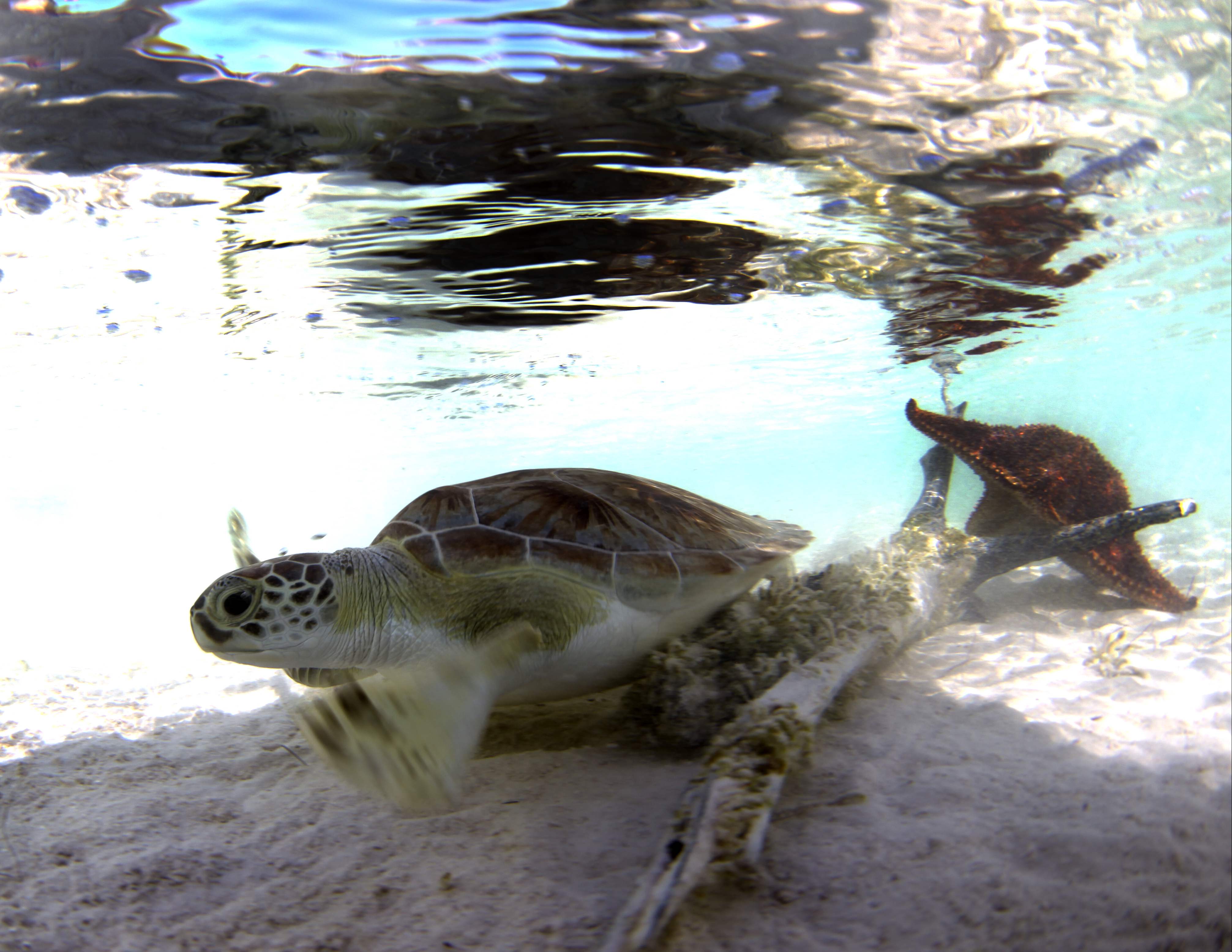 Turtles029.jpeg