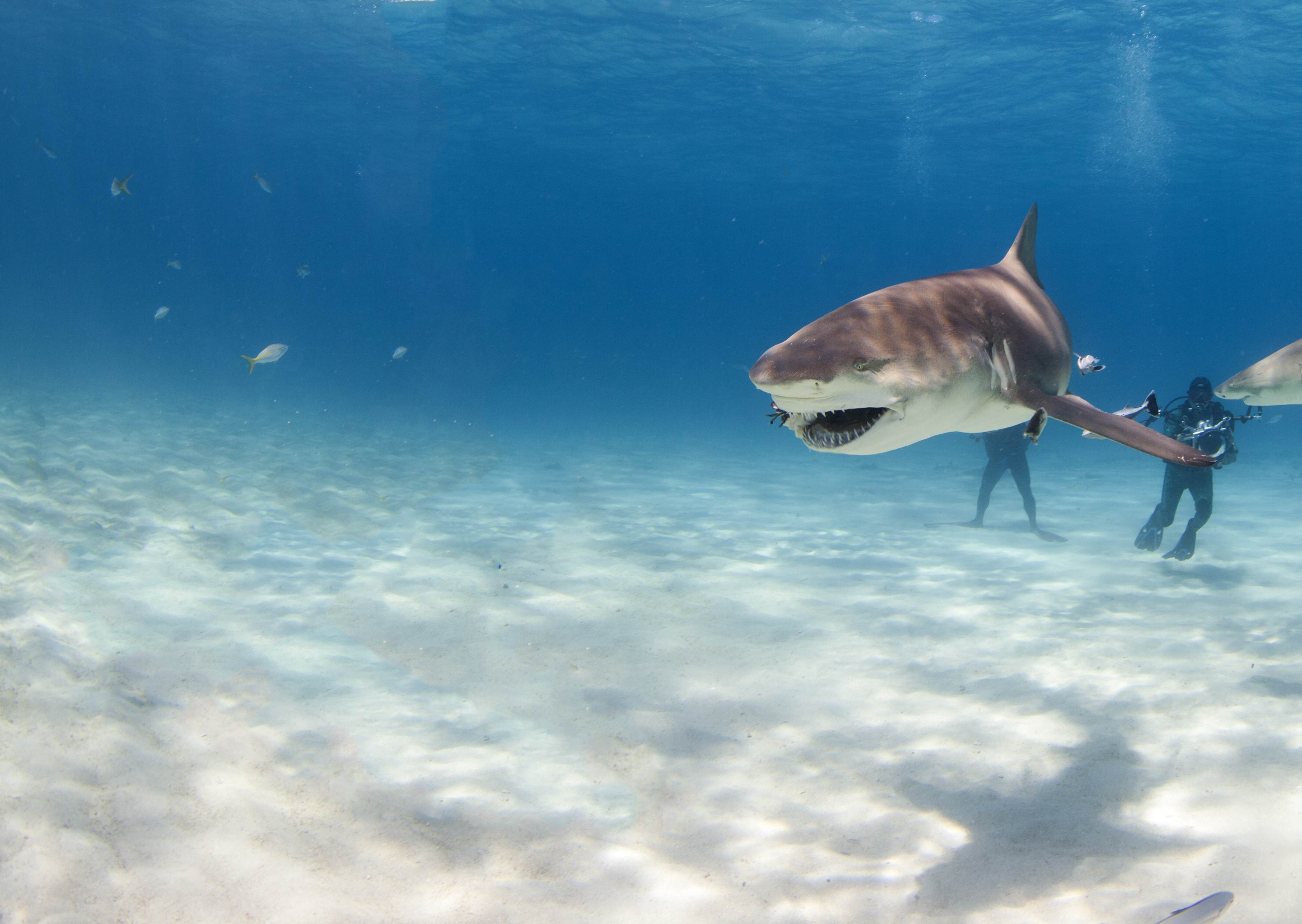 Shark010.JPG