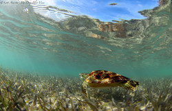 Turtles041.jpeg