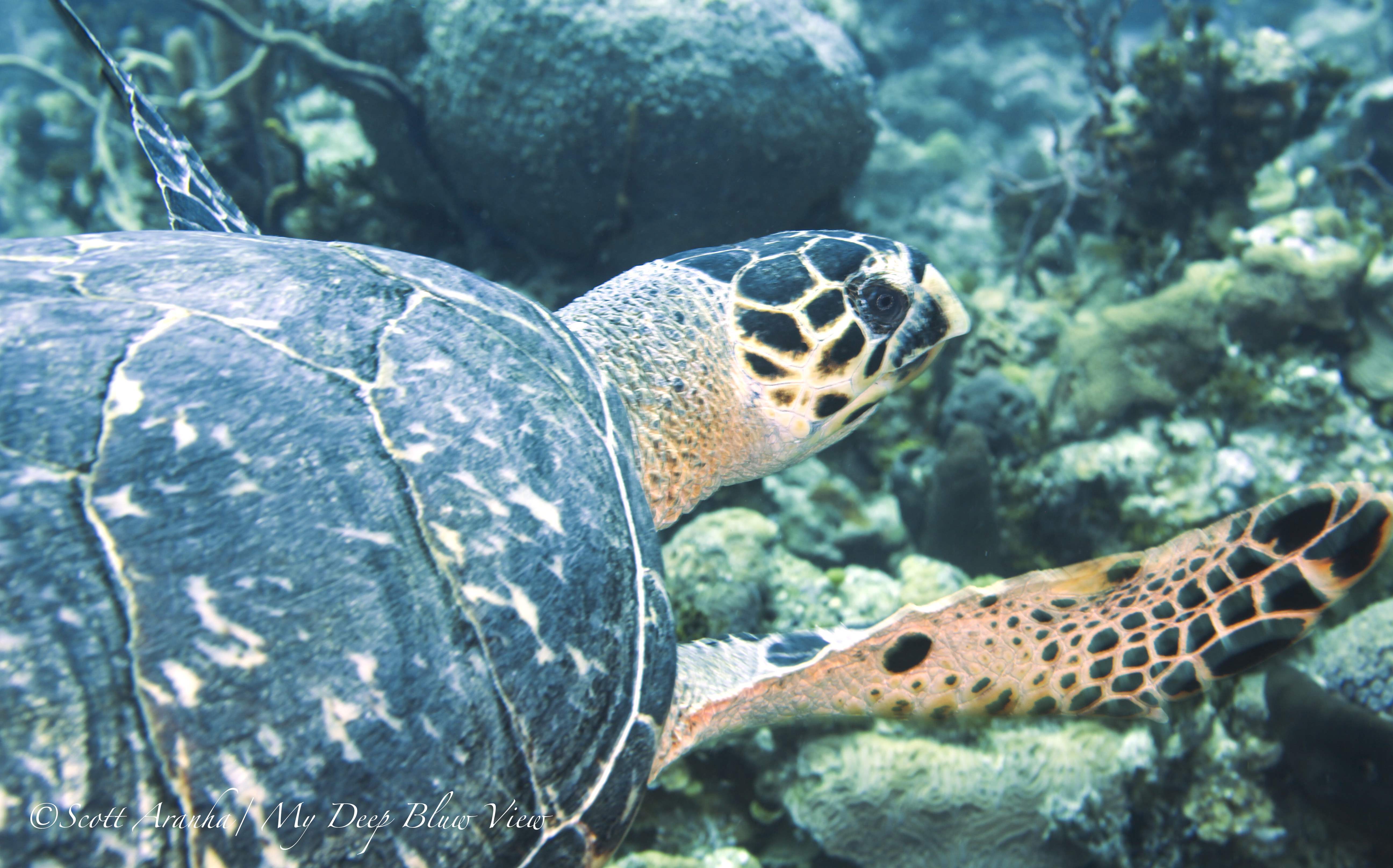 Turtles062.jpeg