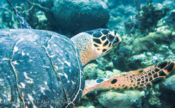 Turtles062.jpeg