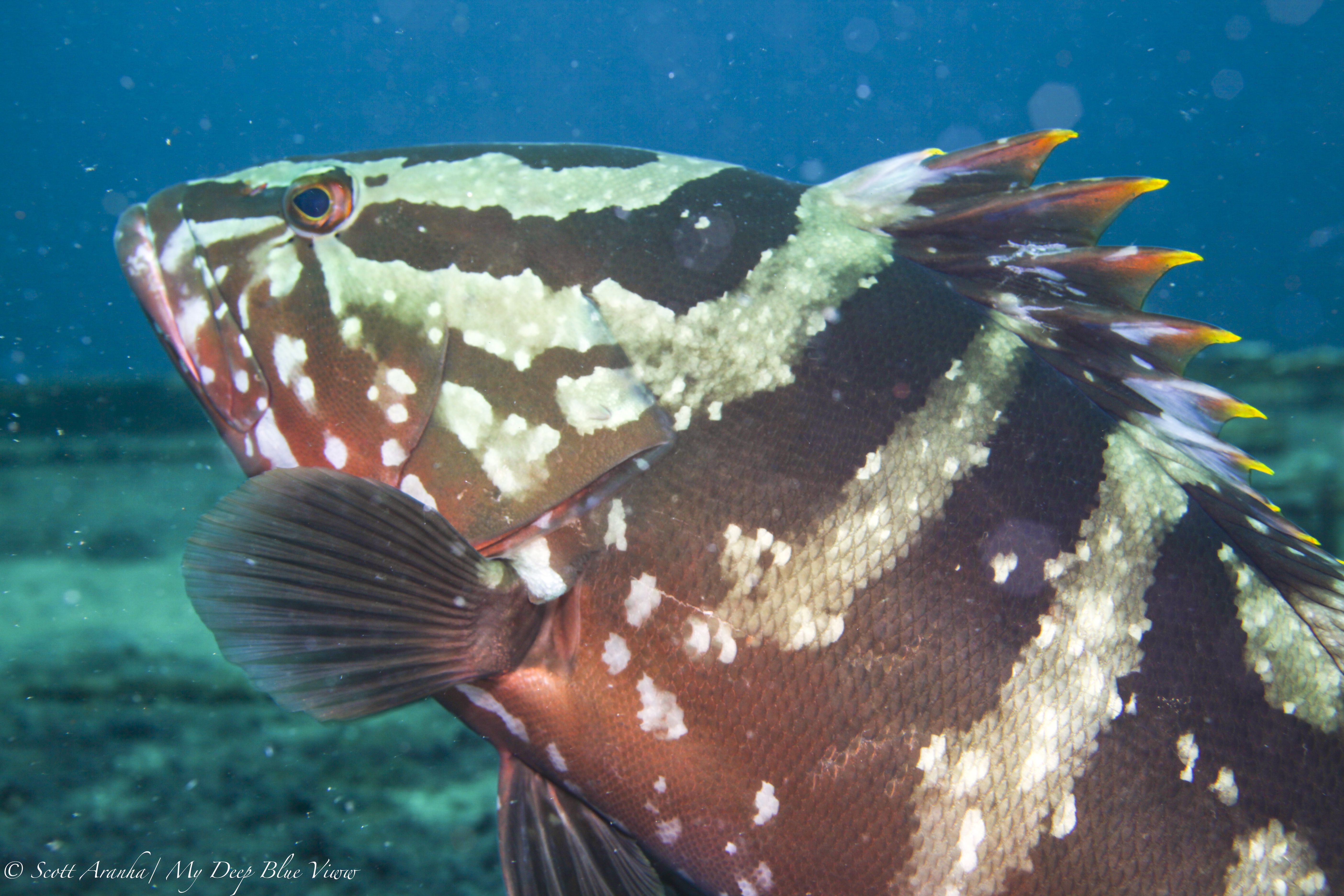 Grouper025.jpeg