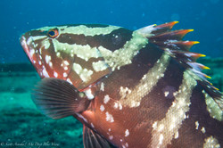 Grouper025.jpeg