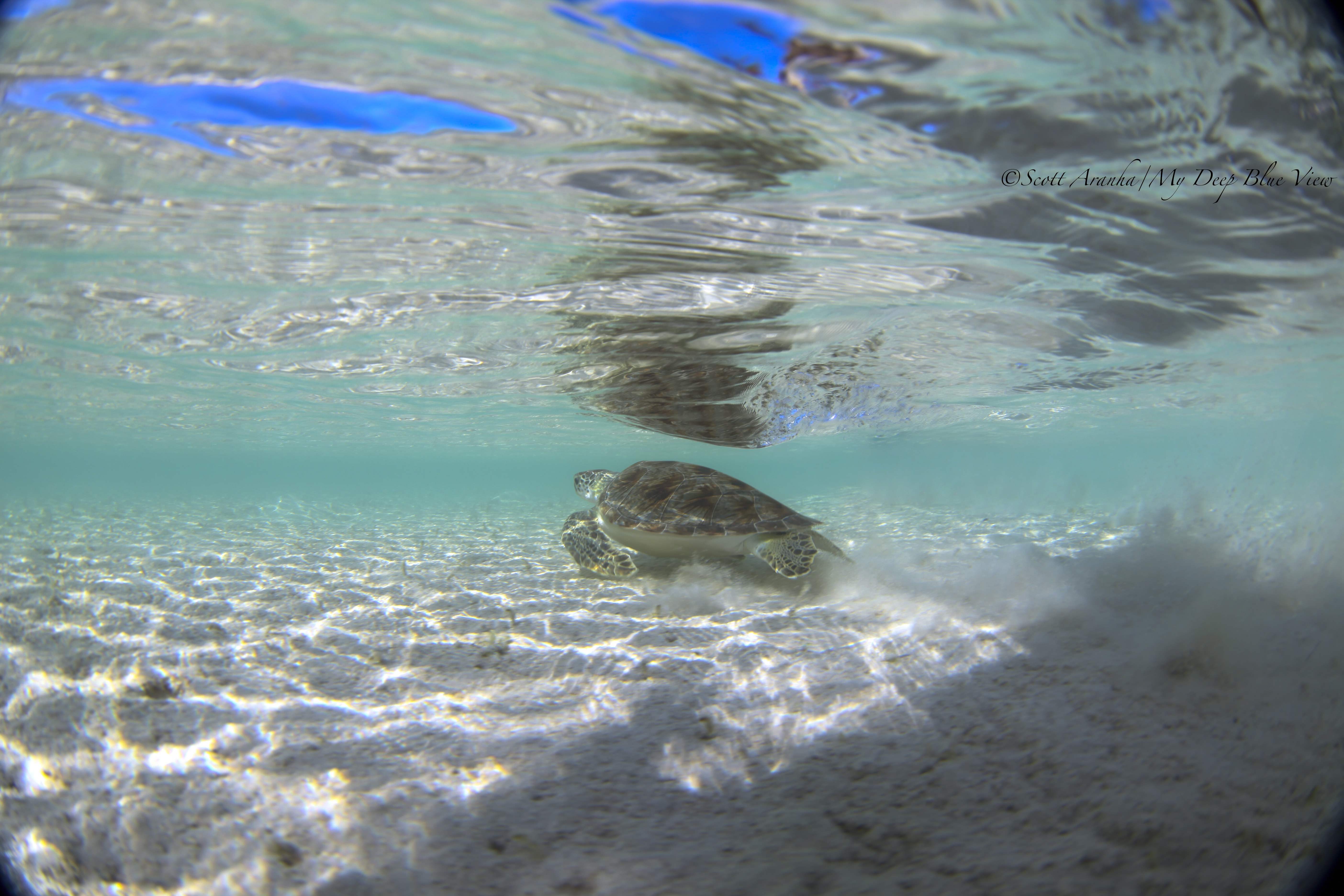 Turtles023.jpeg