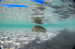 Turtles023.jpeg