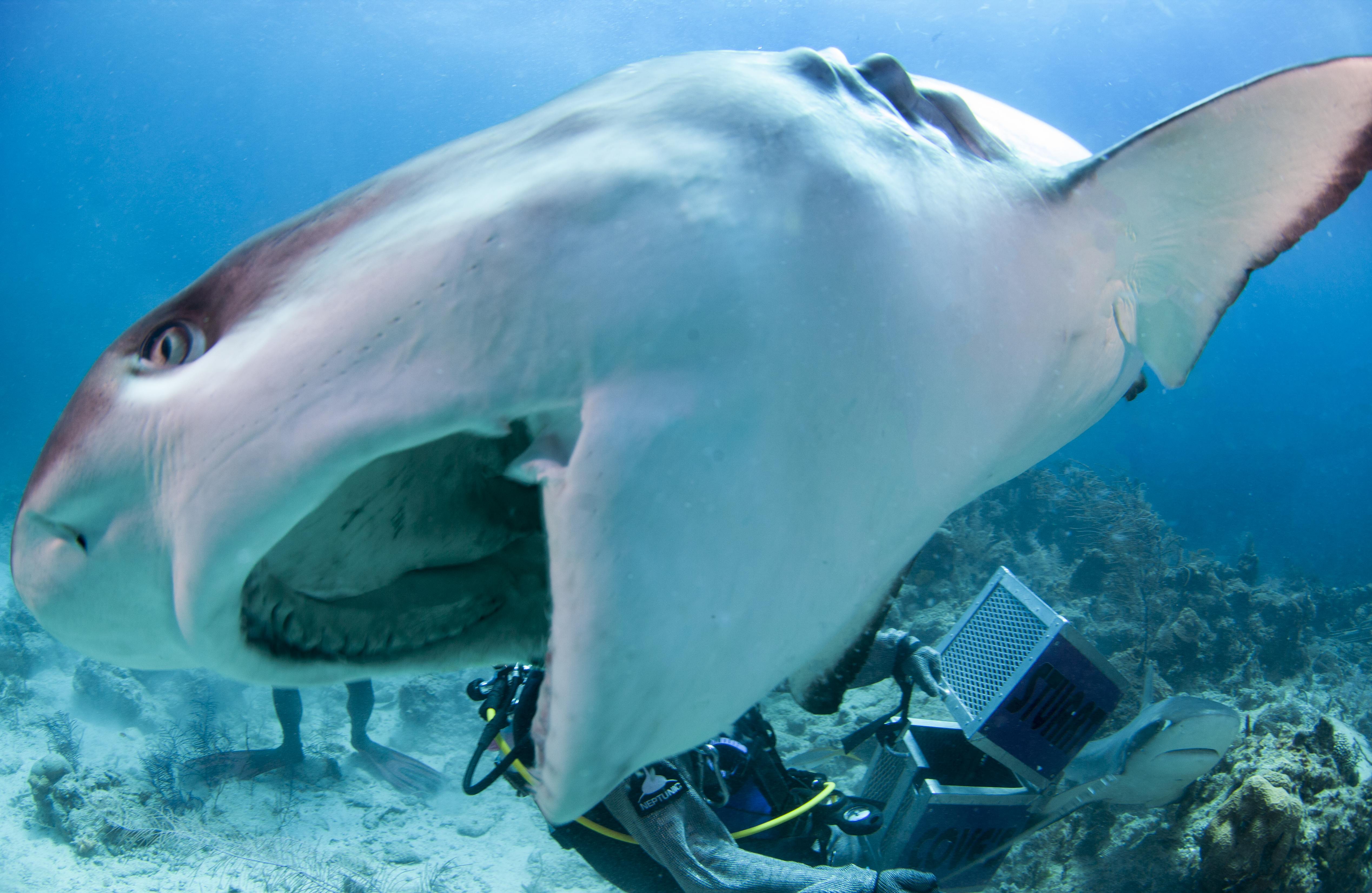 Shark070.JPG