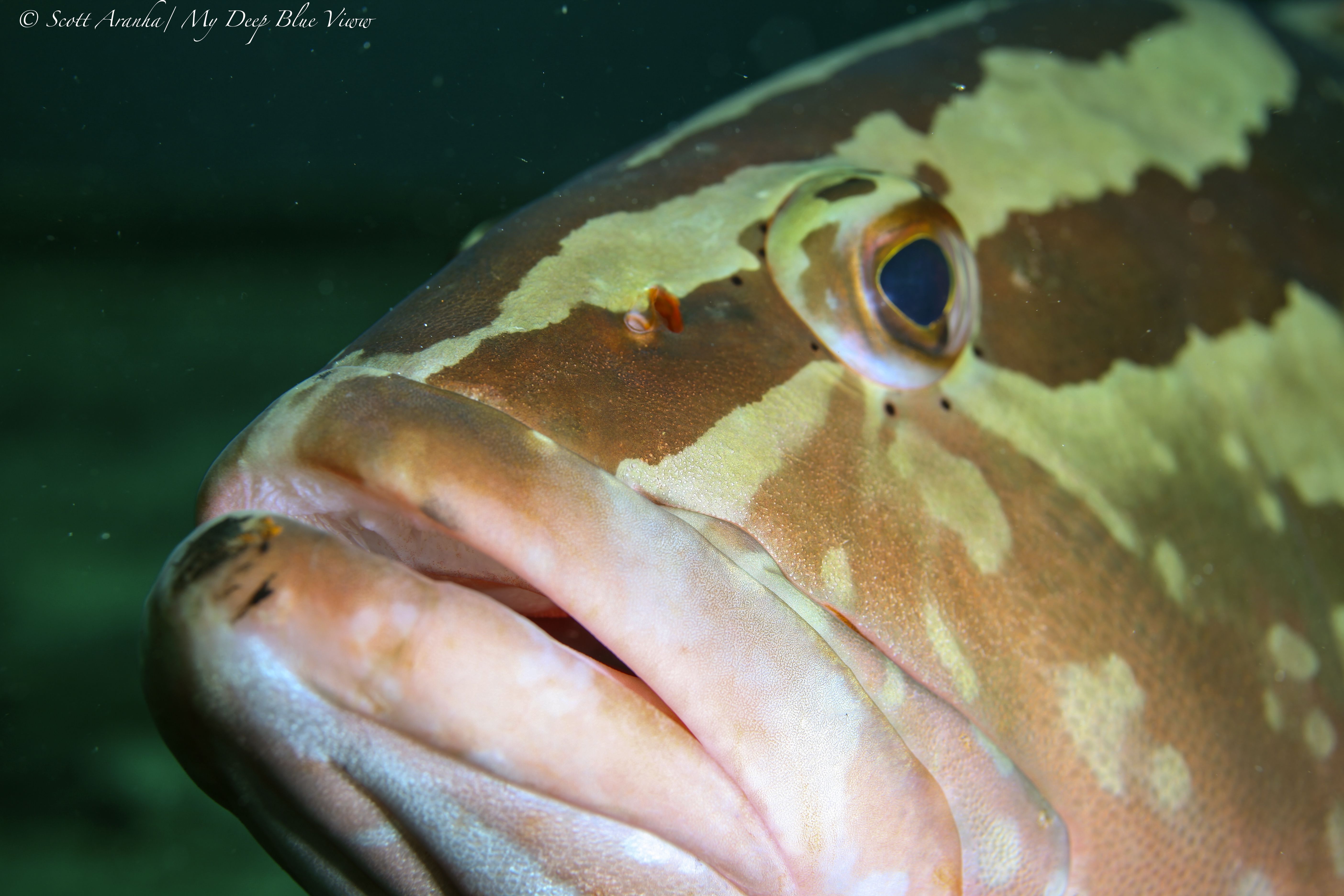 Grouper017.jpeg