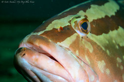 Grouper017.jpeg