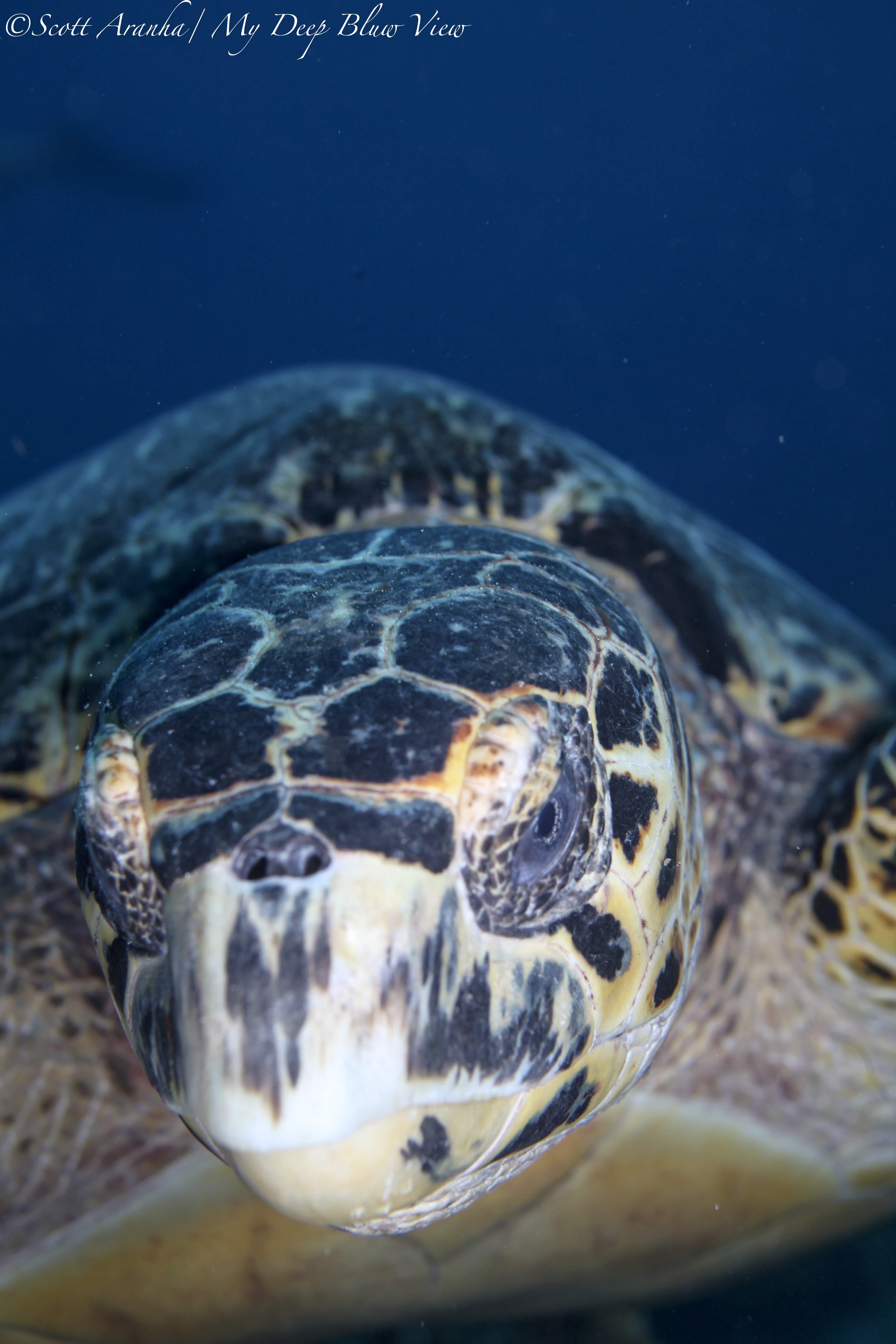 Turtles060.jpeg