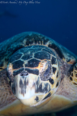 Turtles060.jpeg