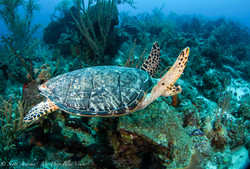 Turtles048.jpeg