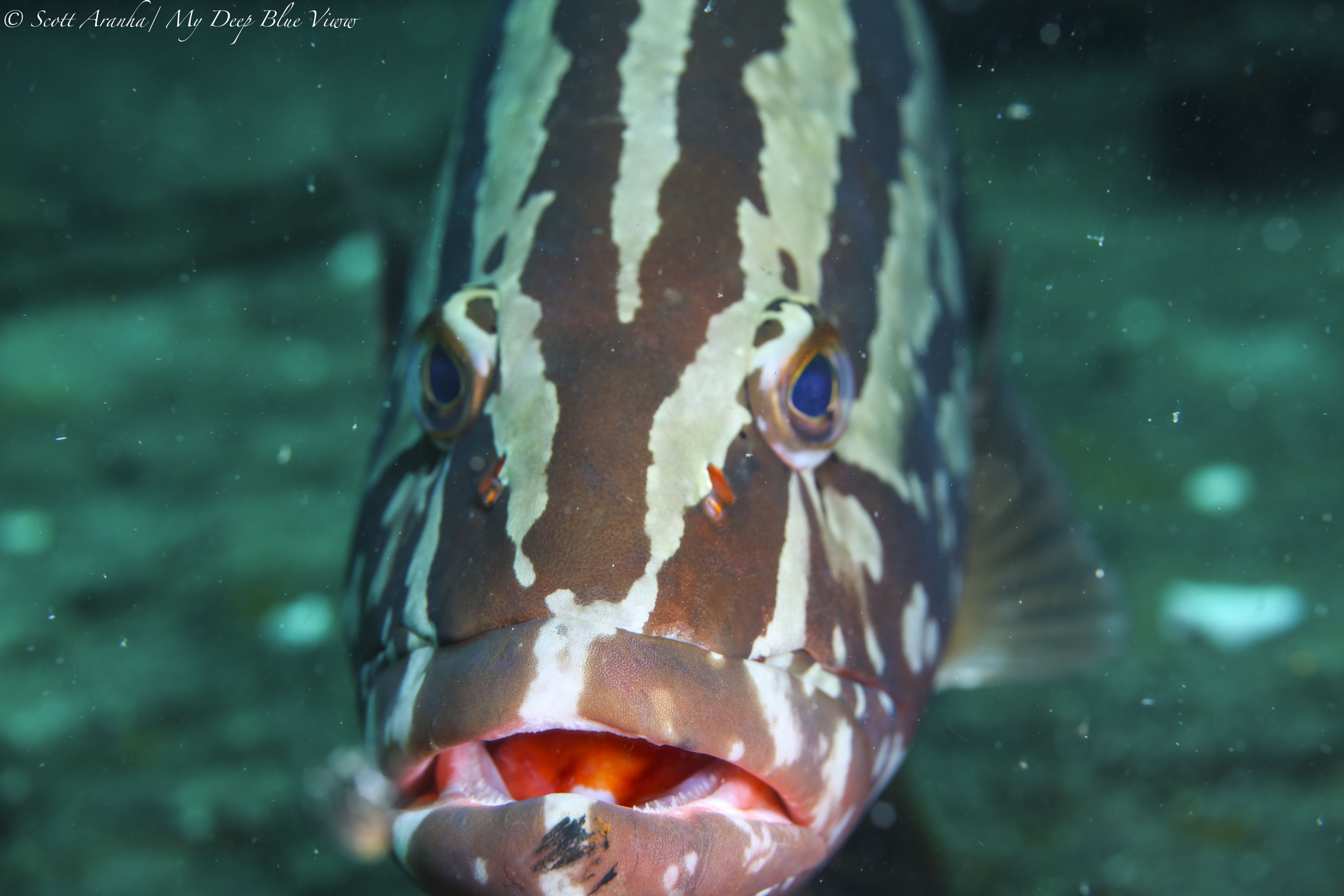 Grouper019.jpeg