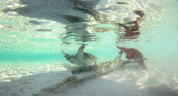 Turtles021.jpeg