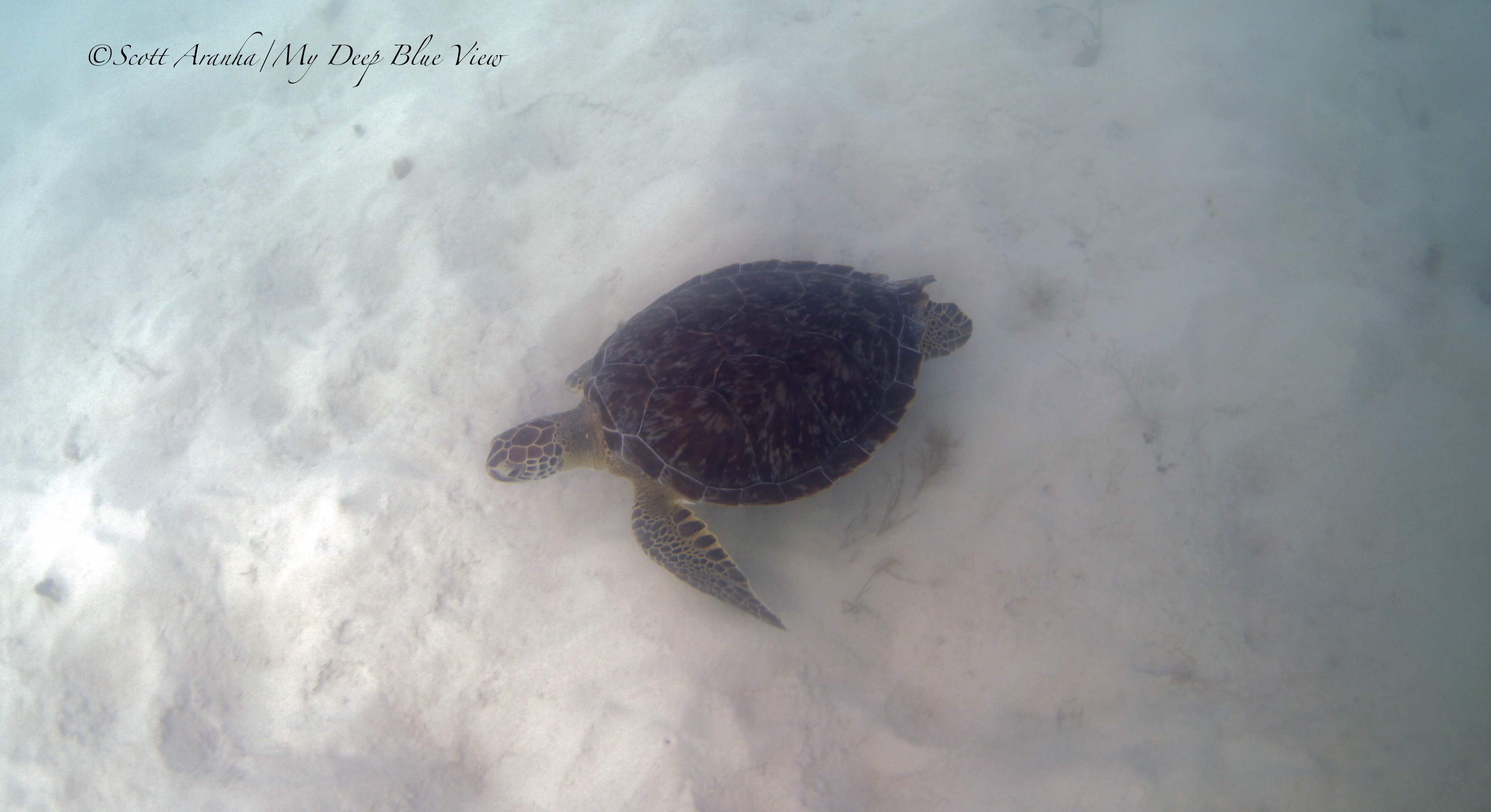 Turtles010.jpeg