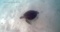 Turtles010.jpeg
